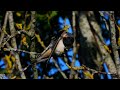 Barn swallow short,Låvesvale,Деревенская ласточка,Hirondelle de cheminée,Golondrina común