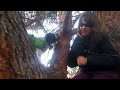 Reggie and Anna climbing a great climbing tree🌳