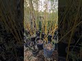 Bamboo Stu- Humid Storm Weather That Bamboo Loves. Check Out My Inventory. Get Some Bamboo