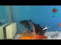 Is Your Fish Sitting at the Bottom of the Tank? Watch Actual Causes & Solutions || BLUE AQUATICS