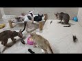 Funny Cat Video Compilation😹World's Funniest Cat Videos😍Funny Cat Videos Try Not To Laugh😺