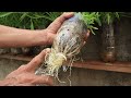 You don't need to buy vegetables anymore with this method of growing vegetables in plastic bottles