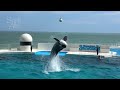 Killer Whale Show at Kamogawa Sea World 【4K】