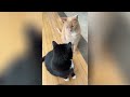 Funniest Animals 😄 NEW FUNNY Cats Videos 2024 😹😍 Part 39