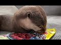otter who found a bag containing jerky