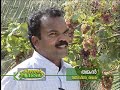 A feature on Grape cultivation