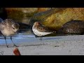 Relaxing beach birds Расслабься, пляж Détente, plage, oiseaux Entspannen Sie sich Strand Orrestranda