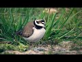 [탐조] 꼬마물떼새 흑산도 Charadrius dubius 2021/04/21