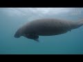 Search for the Endangered Antillean Manatee (with SHARKS?!)