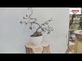 How to make a mini sakura micro bonsai on the rock