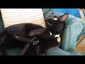Black cat playing with a feather for almost 2 minutes