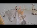 🤣 Cute and funny animals video compilation 😹🐕 New Funny Catss 2024 😂🐱
