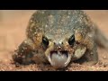 Frog Song: The World of Amphibians - Full Documentary