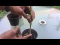 How to setup a 5 gal. container for tomato plants