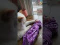 why. God why #cats #catvideos #craft #dollartist #ooakdoll #craftingwithcats #artist #orangecat