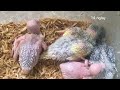 Giai đoạn phát triển của chim vẹt con tuần thứ 3 / Cặp chim bố mẹ số 6 ( Lứa 1 )