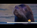 Sneak Peak At The Georgia Aquarium’s New Sea Lion Exhibit | TODAY