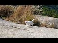 북한산 원효봉 고양이 7마리