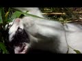 Cute Kitten Playing in the Grass