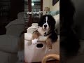 Funniest Cats And Dogs Videos 😁 - Best Funny Animal Videos 2024 🥰#2