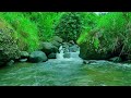 ASMR, Calming Forest Sounds, Birds Chirping, Babbling Brook