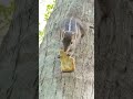 👀My favourite food,Mm...m..very tasty.😊#cute #animal #squirrel #food#yummy#shortvideo ❤️