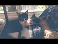 The most beautiful video of cats kissing each other you've ever seen