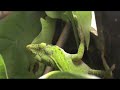 Green anole recovering by porch light Part 3
