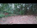 The Fawns Come to Visit