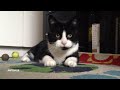 Cat playing with natural Catnip Mice Very Funny