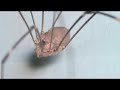 Harvestman: Daddy Long Legs 12/21/2010