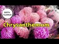 Birth Flowers By Month And Meaning | Whats Your Birth Flower Says About You #richscenic #viralvideos