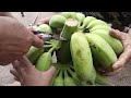 Harvest bananas and sell them at the market - Thu Hien farm