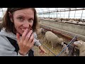 SUMMER LAMBING DIARIES 2 ~ Trying to SOLVE some UNSOLVED lambing mysteries!!  Vlog 813