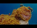 Aquarium 4K VIDEO (ULTRA HD) 🐠 Beautiful Coral Reef Fish - Peaceful Music & Colorful Marine Life #8