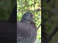 Speckled pigeon | Beauty with innocence