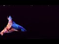 Betta Fish: Stunning Video Black Aquarium in 12K ULTRA HD 60FPS Dolby Vision - With Relaxing Music