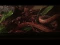Corn Snake Feeding Time-lapse (Part I)