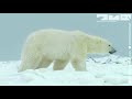 Polar bear saves cubs from dangerous male polar bear