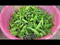 How to grow water spinach once but can harvest every 20 days.