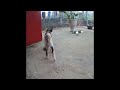 🐱😂 Try Not To Laugh Dogs And Cats 😹😹 Funniest Animals 2024 #16