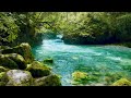 Relaxing river in peaceful forest - Birds singing and relaxing water sounds - ASMR nature video
