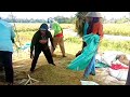 RICE HARVEST SEASON IN THE PADI VILLAGE MANY ARE SLEEPING