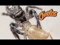 cheetos first cricket jump