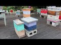 More Wintering BEES & Saving the QUEEN. part 2