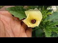 How To Grow Okra/Lady Finger/Bhindi in Pot (With 100 Days Update)
