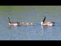 Canada Geese Family May 2017 - Northpointe