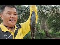 Mancing Spot Baru Dapat Hasil Strek yang mengejutkan.....4 Agustus 2024 Strek Ikan Gabus, Bujuk