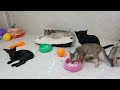 Funny Cat Video Compilation🤣World's Funniest Cat Videos😻Funny Cat Videos Try Not To Laugh😻🐶