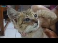 anak kucing ini tak punya siapa siapa, matanya penuh dengan belek#kucinglovers #rescuekucing